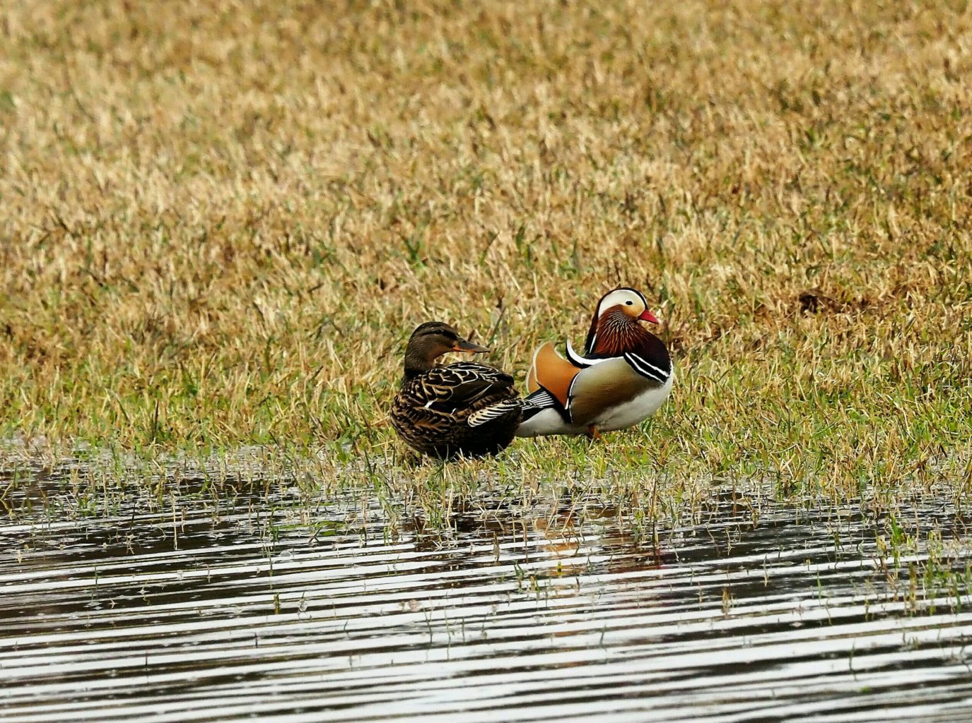 Valokuvaaja: Irma Mikkola