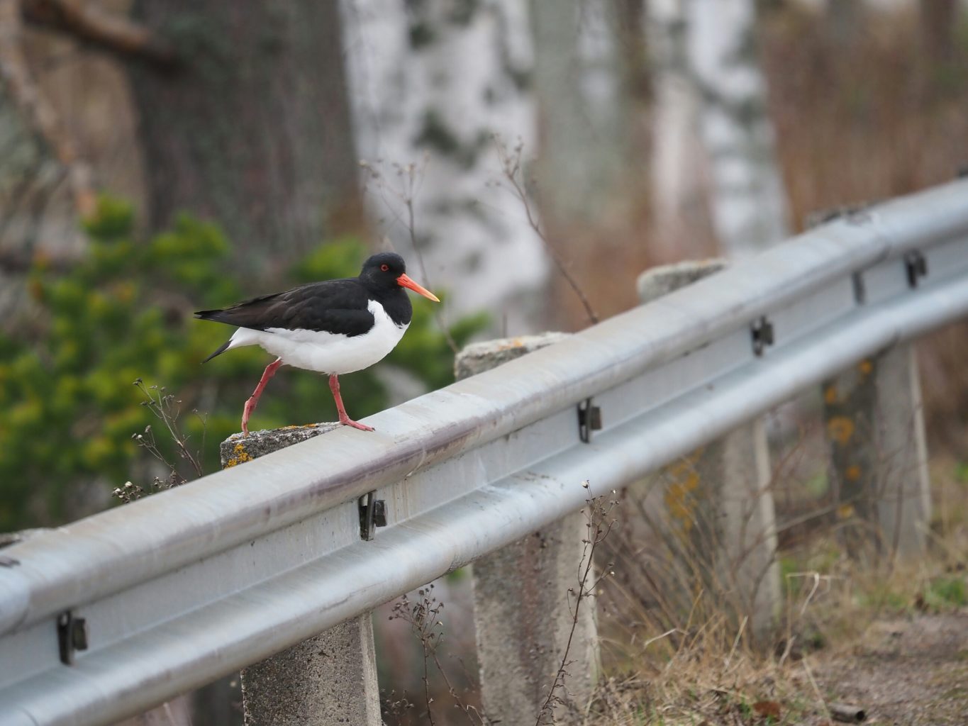 Valokuvaaja: Irma Mikkola