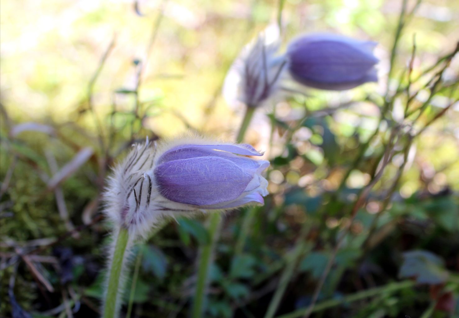 Valokuvaaja: Paula Savelius