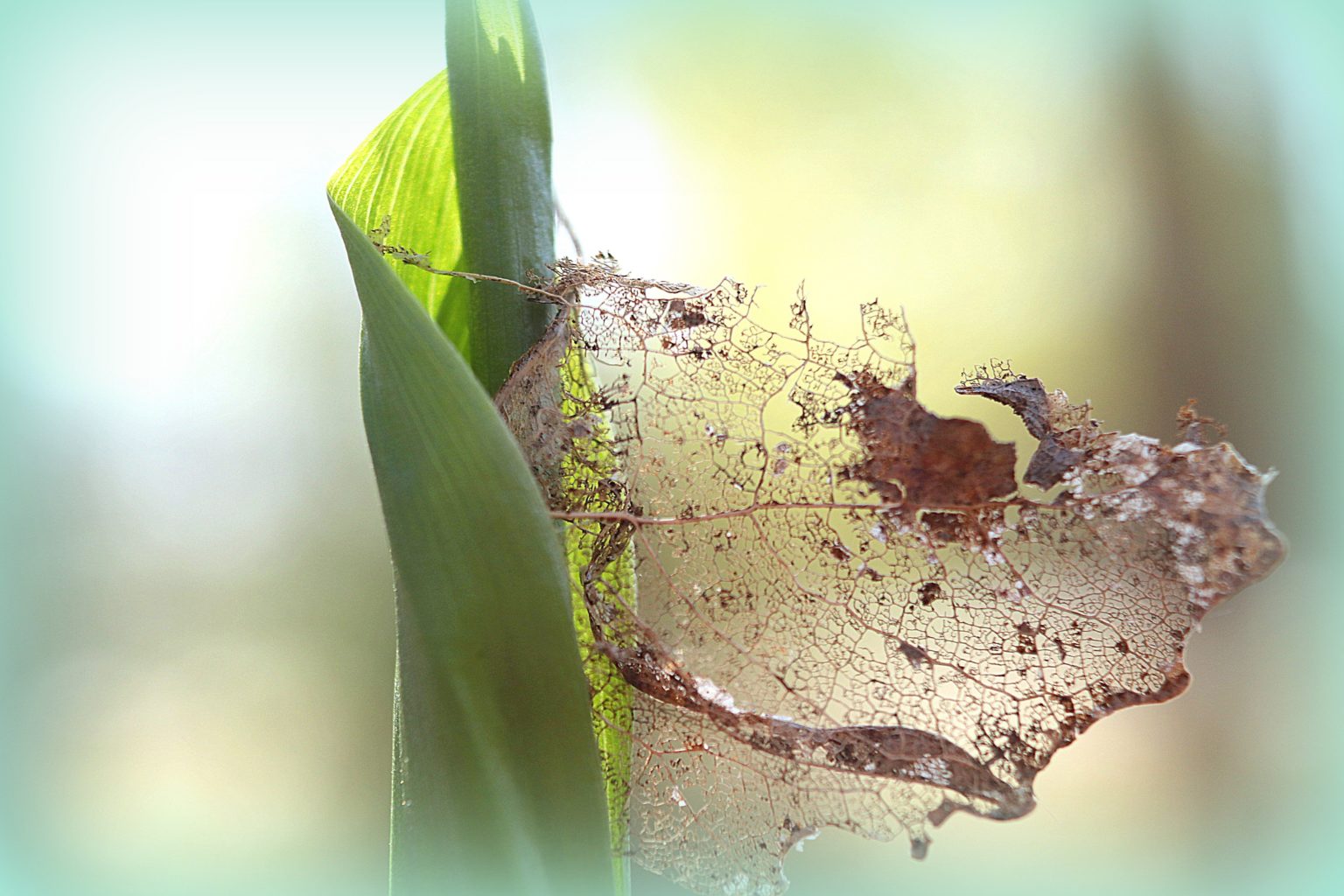 Valokuvaaja: Irja lehtinen Valokuvaaja: Irja lehtinen