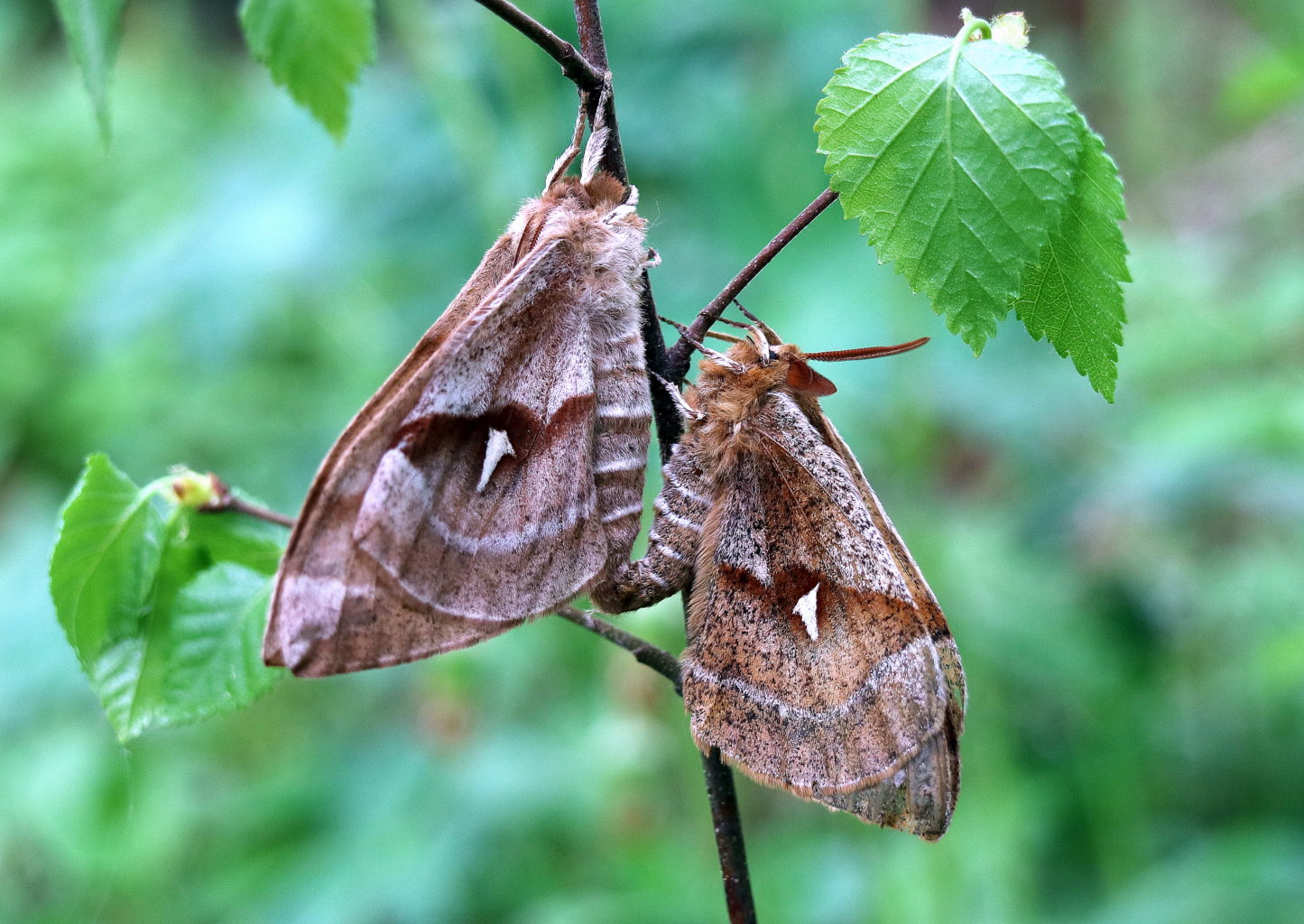 Valokuvaaja: hannu rasiranta