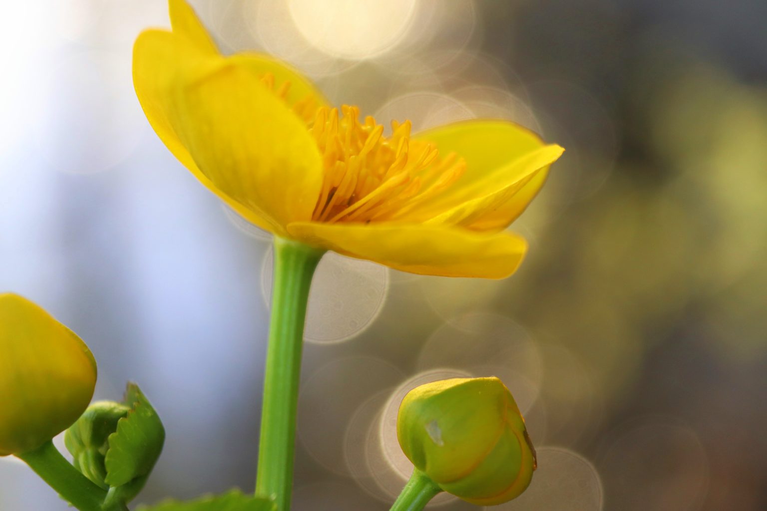 Valokuvaaja: Irja lehtinen