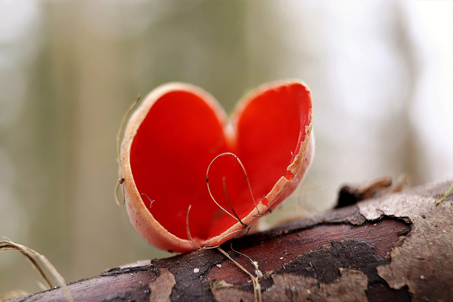 Valokuvaaja: Irja lehtinen