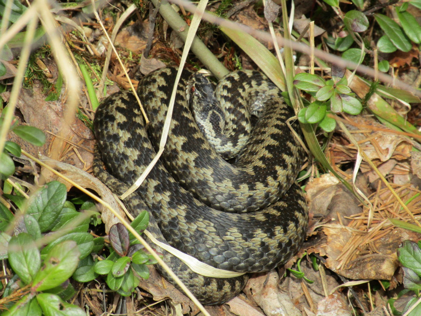 Valokuvaaja: Sirkka Ruotoistenmäki Valokuvaaja: Sirkka Ruotoistenmäki