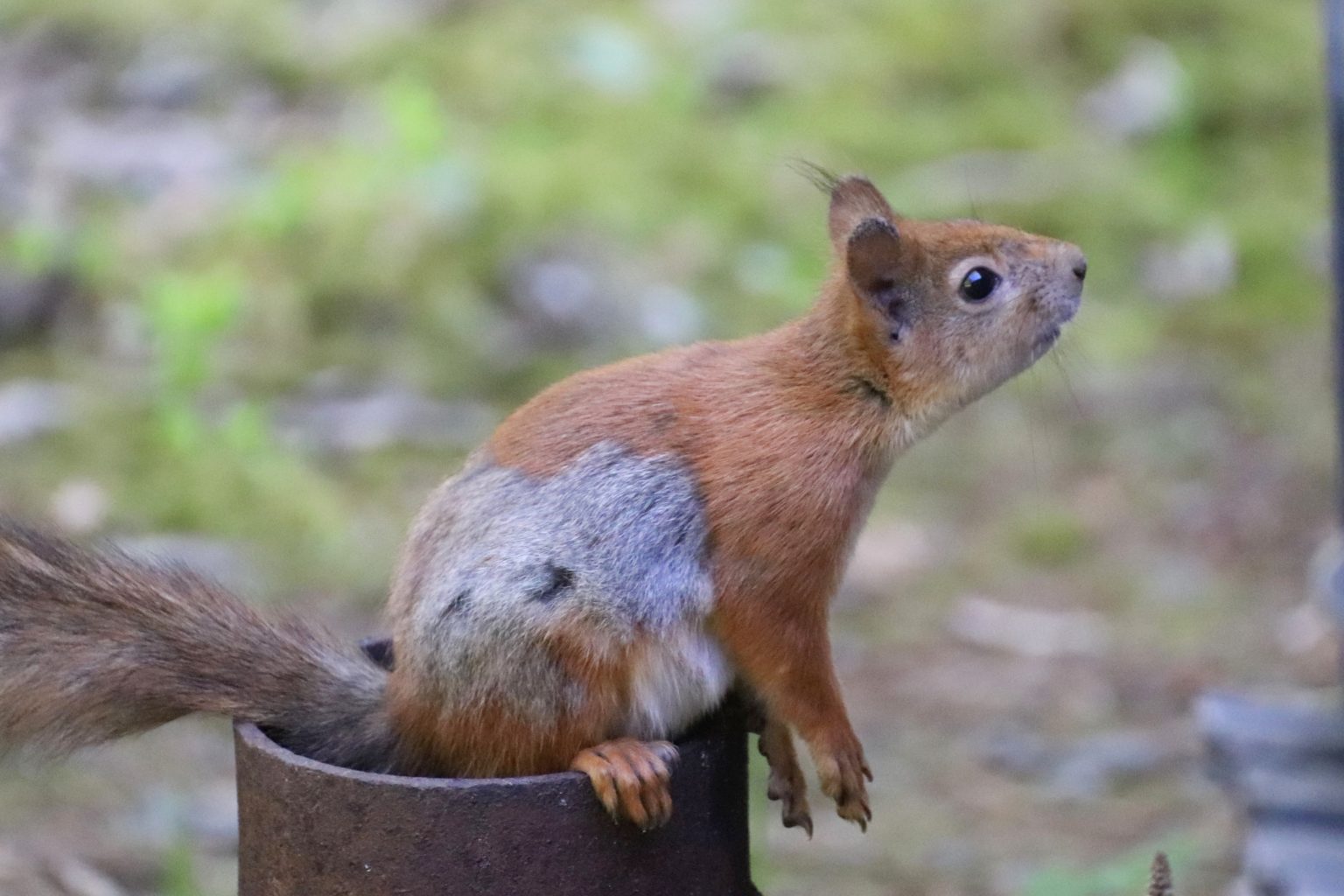 Valokuvaaja: Irja lehtinen Valokuvaaja: Irja lehtinen