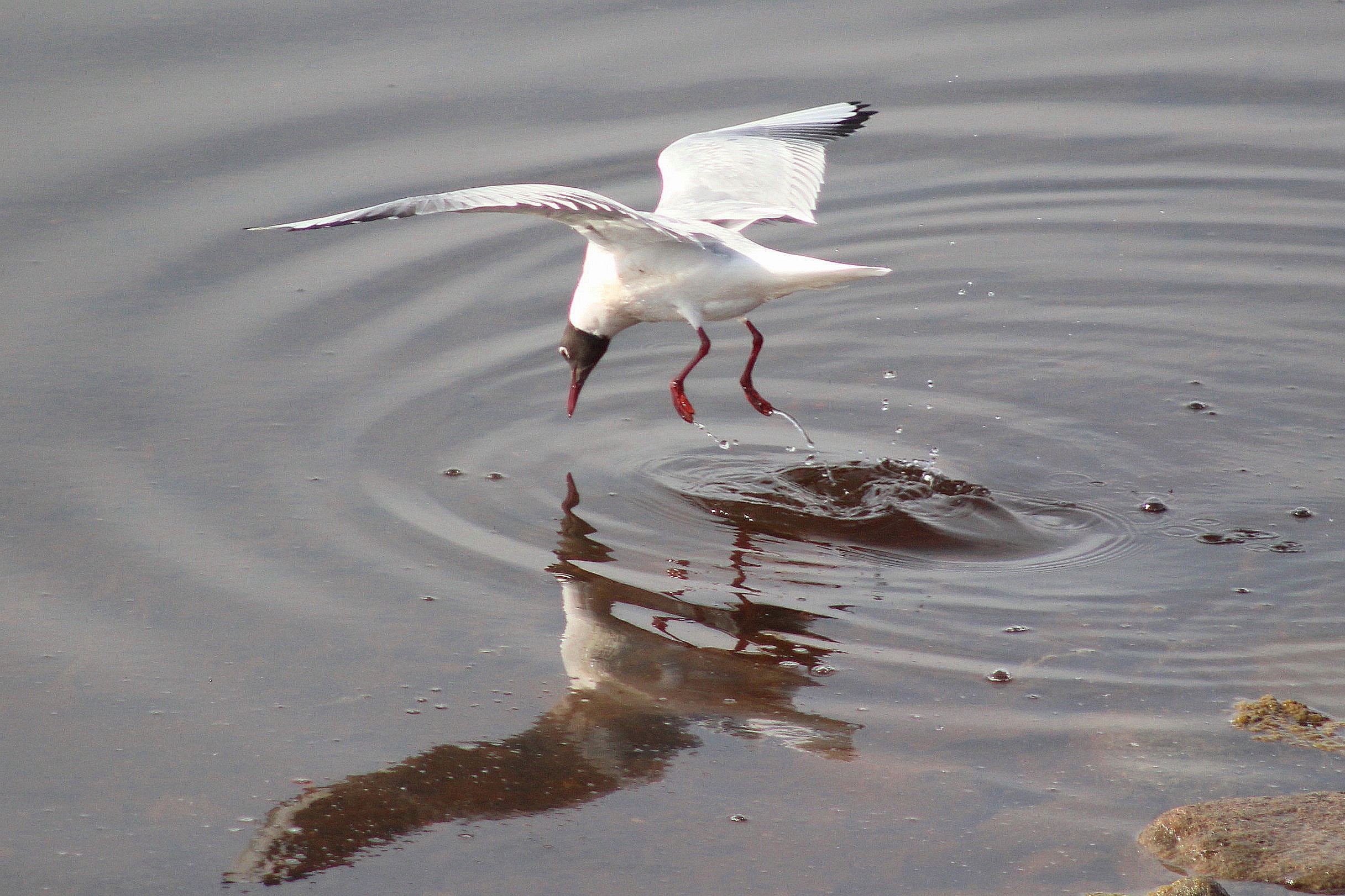Valokuvaaja: Kirsti Kuronen