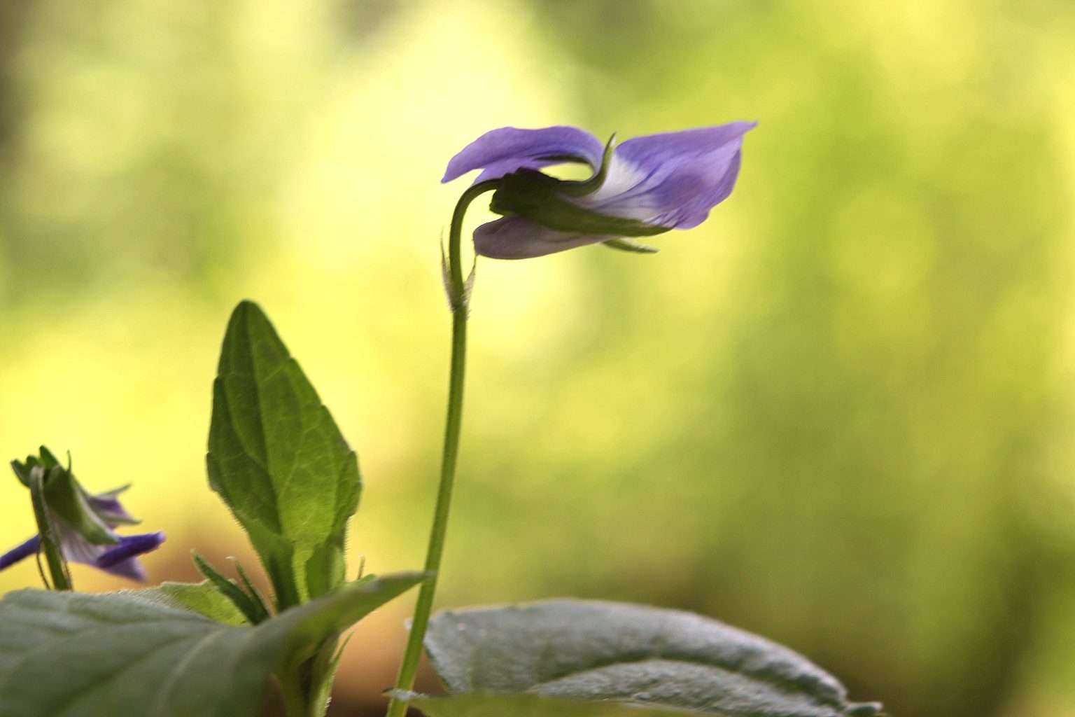 Valokuvaaja: Irja lehtinen