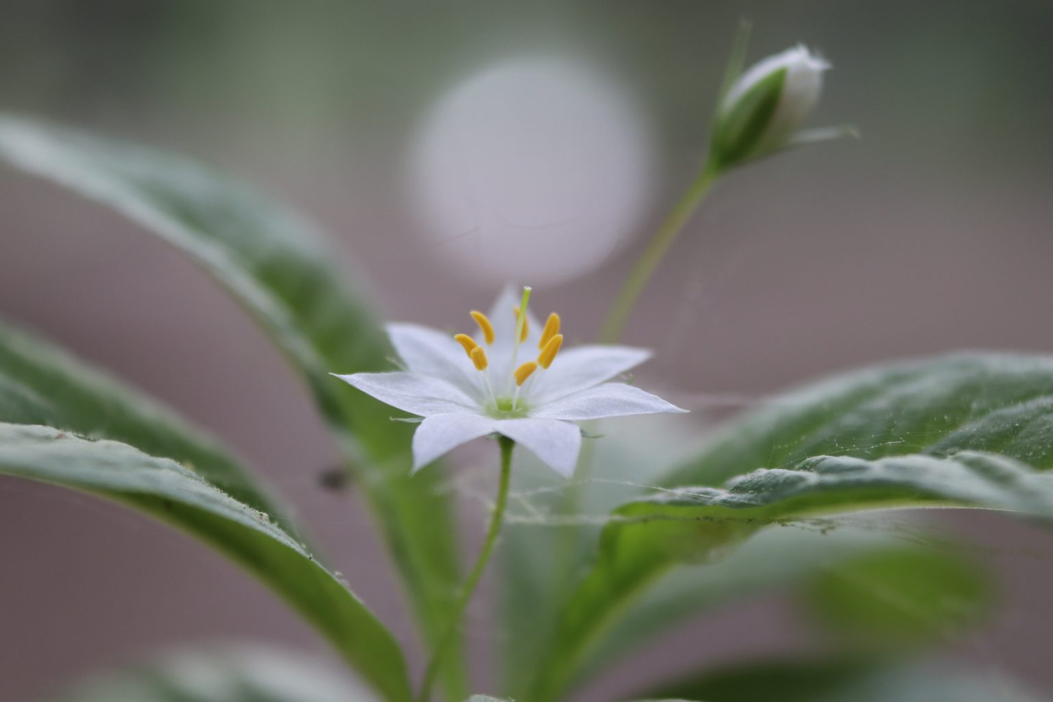 Valokuvaaja: Irja lehtinen Valokuvaaja: Irja lehtinen