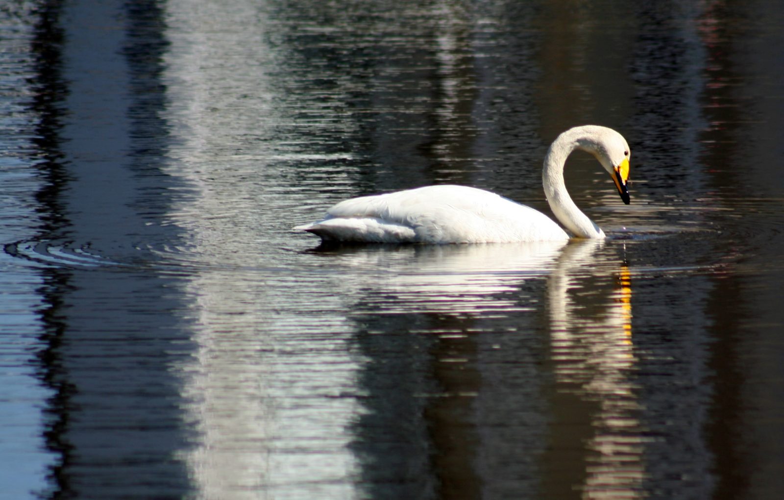 Valokuvaaja: Pirkko Siukonen