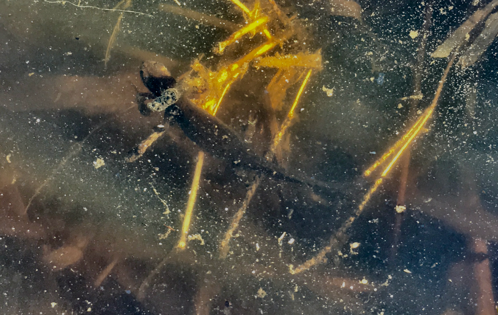 Valokuvaaja: Katja Kuitunen