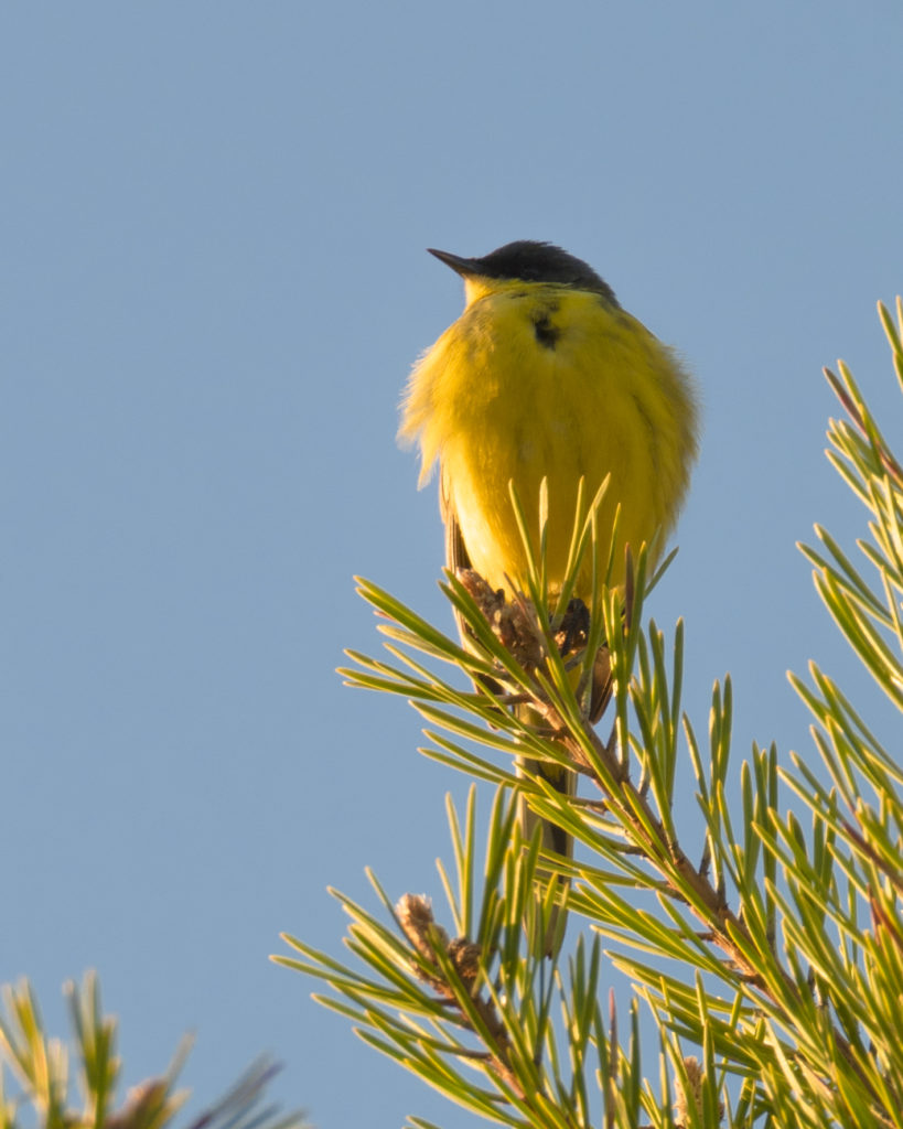 Valokuvaaja: Sannamari Blinnikka-Tyrväinen