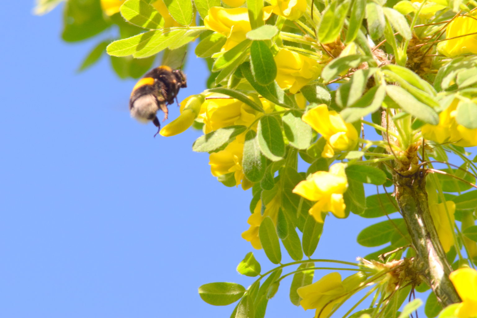 Valokuvaaja: Kaarlo Asikainen