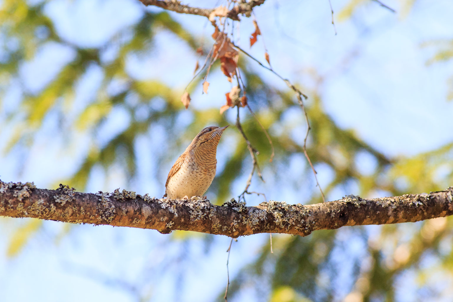 Valokuvaaja: Antti Toivanen