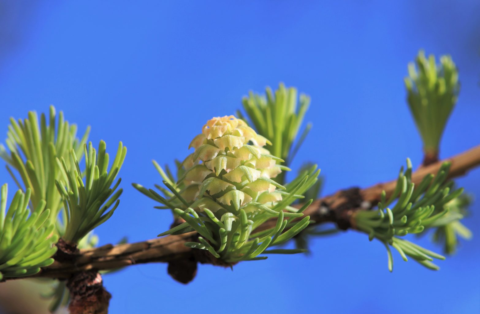 Valokuvaaja: Pirjo Hokkanen Valokuvaaja: Pirjo Hokkanen