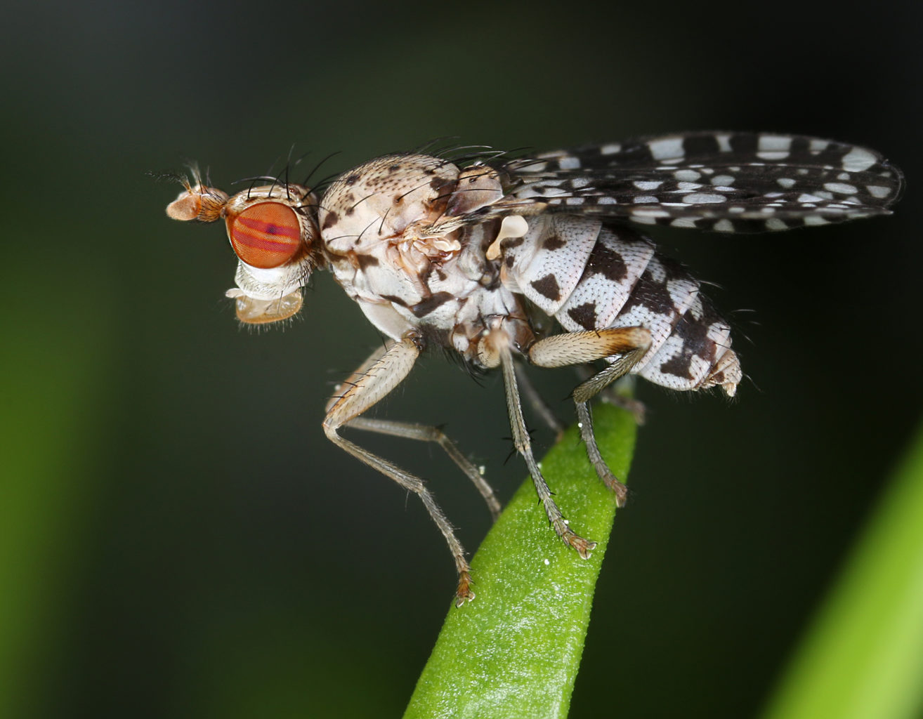 Valokuvaaja: Tarja Porkkala Valokuvaaja: Tarja Porkkala
