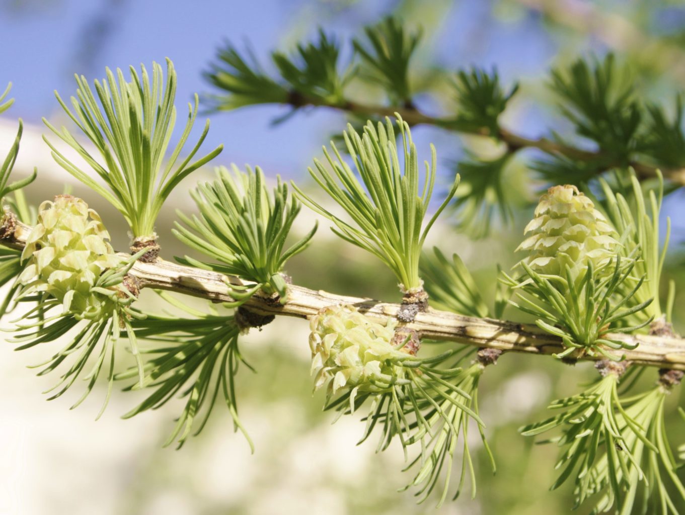 Valokuvaaja: PIRJO RÄISÄNEN