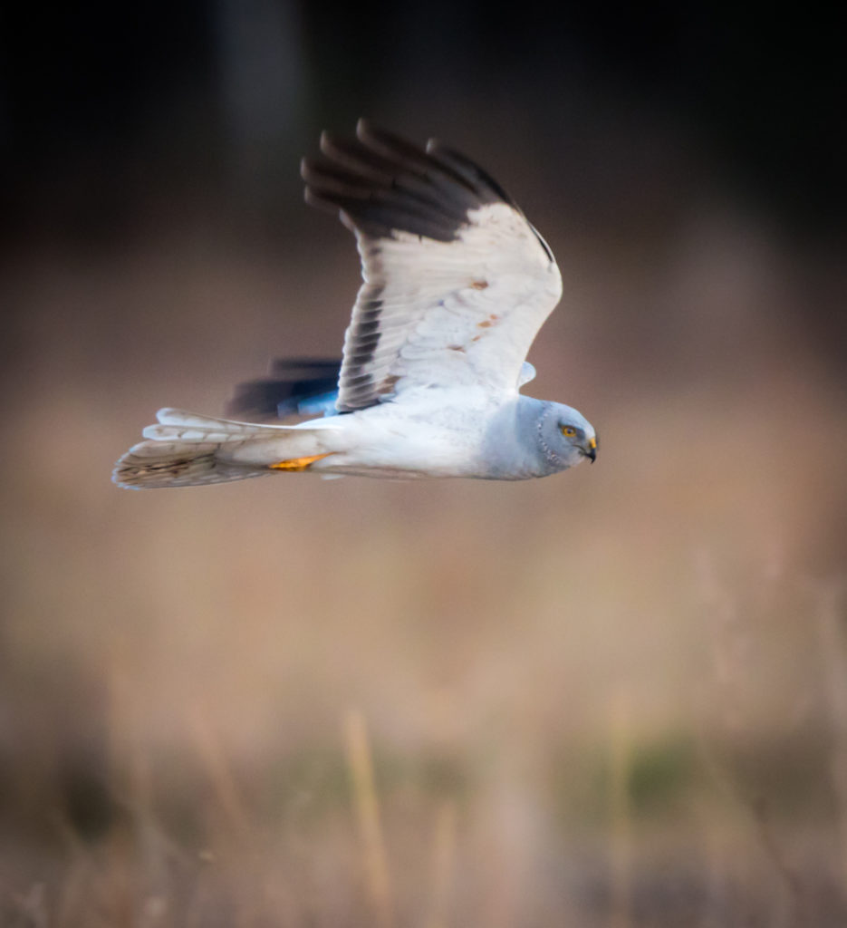 Valokuvaaja: Jukka Risikko