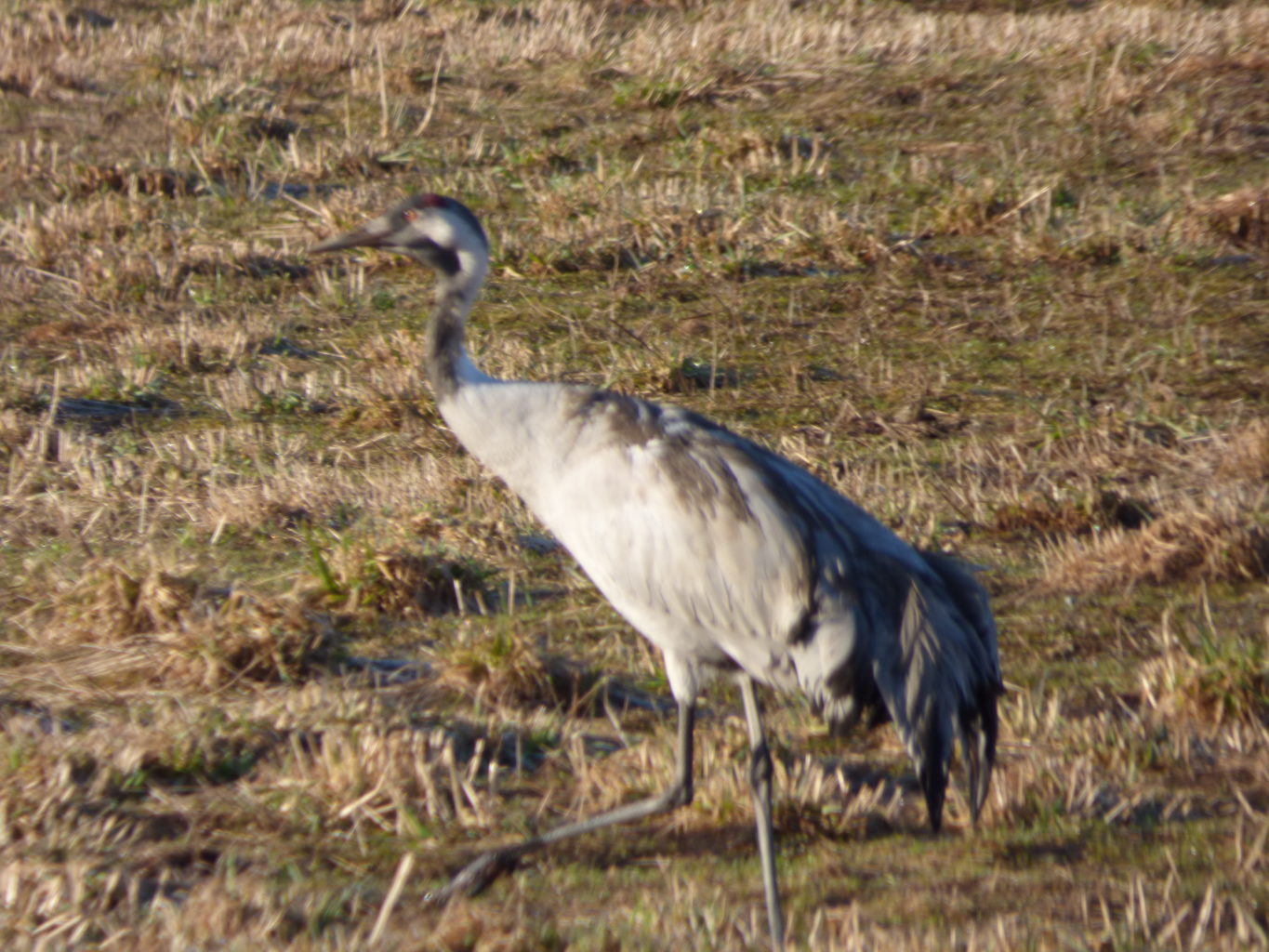 Valokuvaaja: Hannu Rissanen Valokuvaaja: Hannu Rissanen