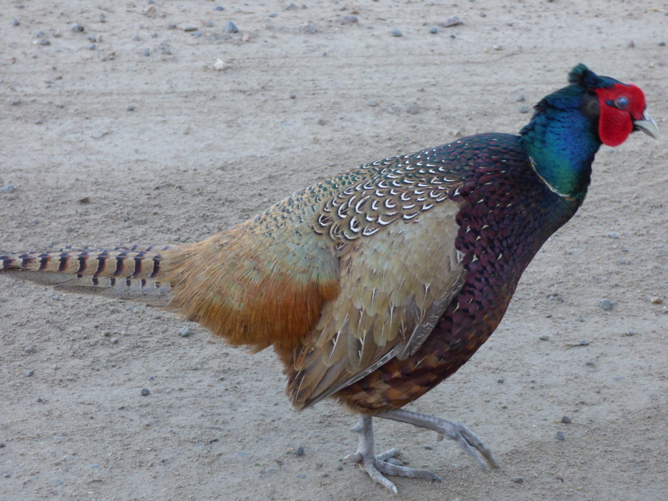 Valokuvaaja: Hannu Rissanen