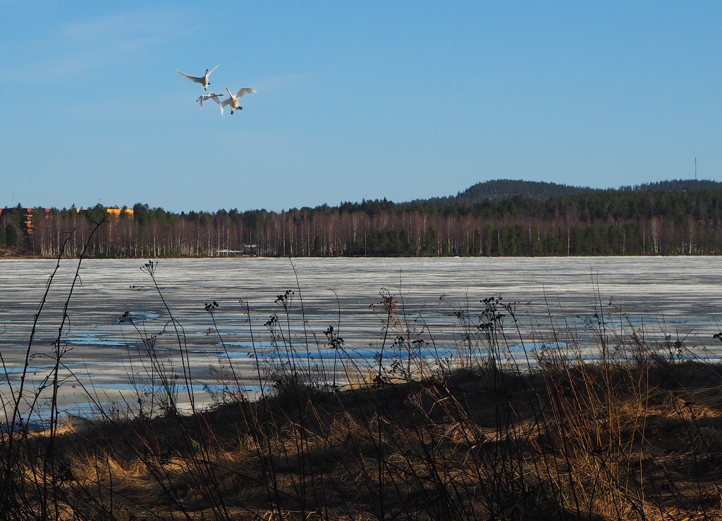Valokuvaaja: Anneli Manninen