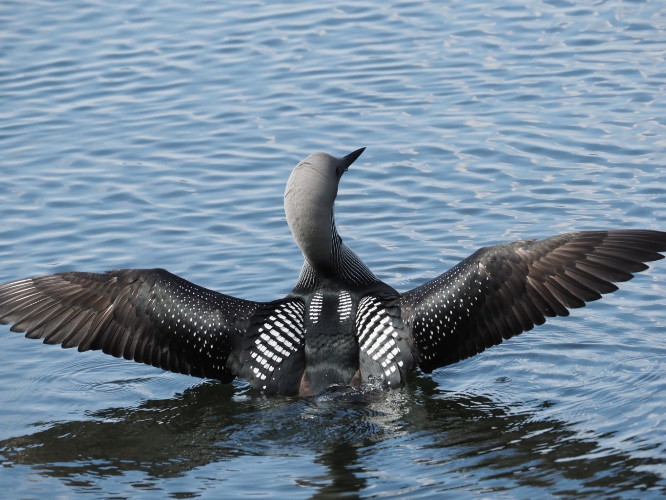 Valokuvaaja: Irma Mikkola