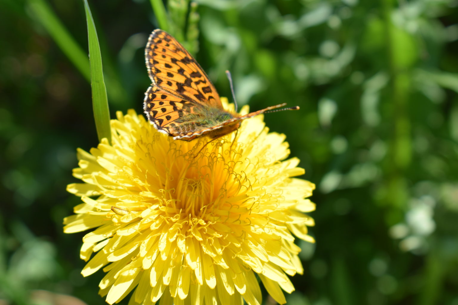 Valokuvaaja: Eila Ylönen Valokuvaaja: Eila Ylönen