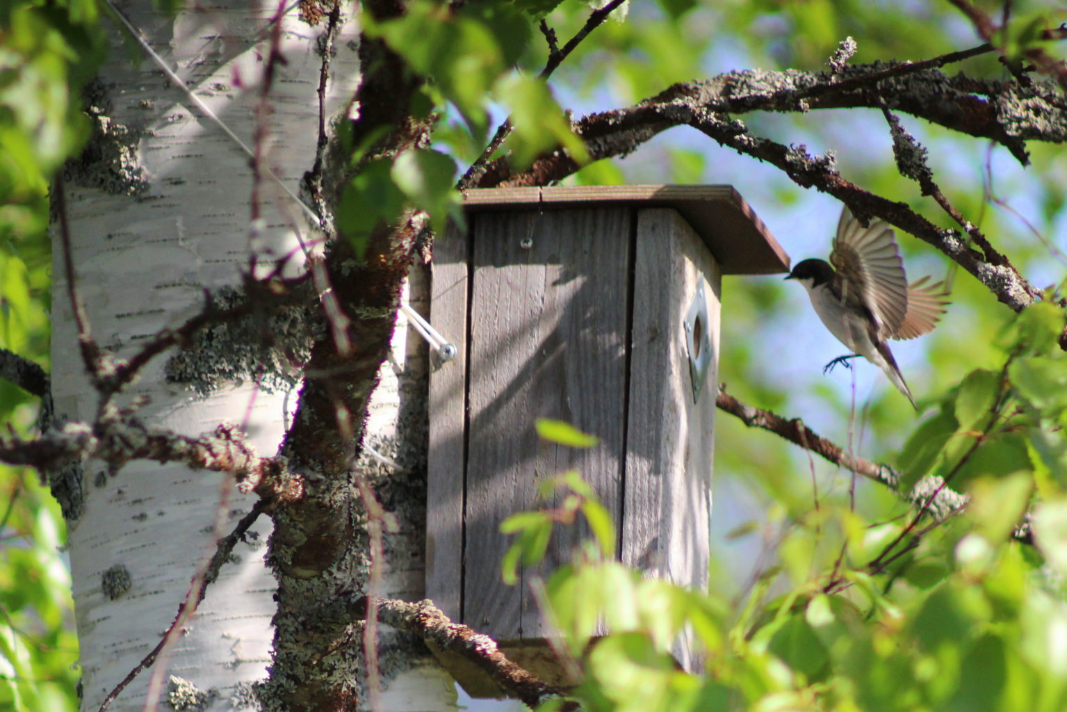 Valokuvaaja: Kalle Asikainen