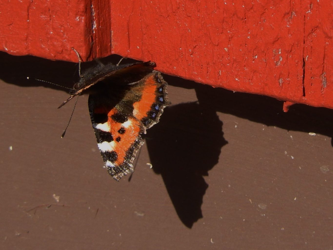 Valokuvaaja: Pirkko Siukonen