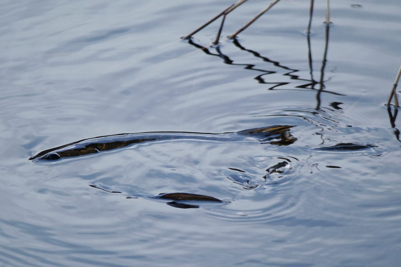 Valokuvaaja: Sirpa Rinta-Kyttä