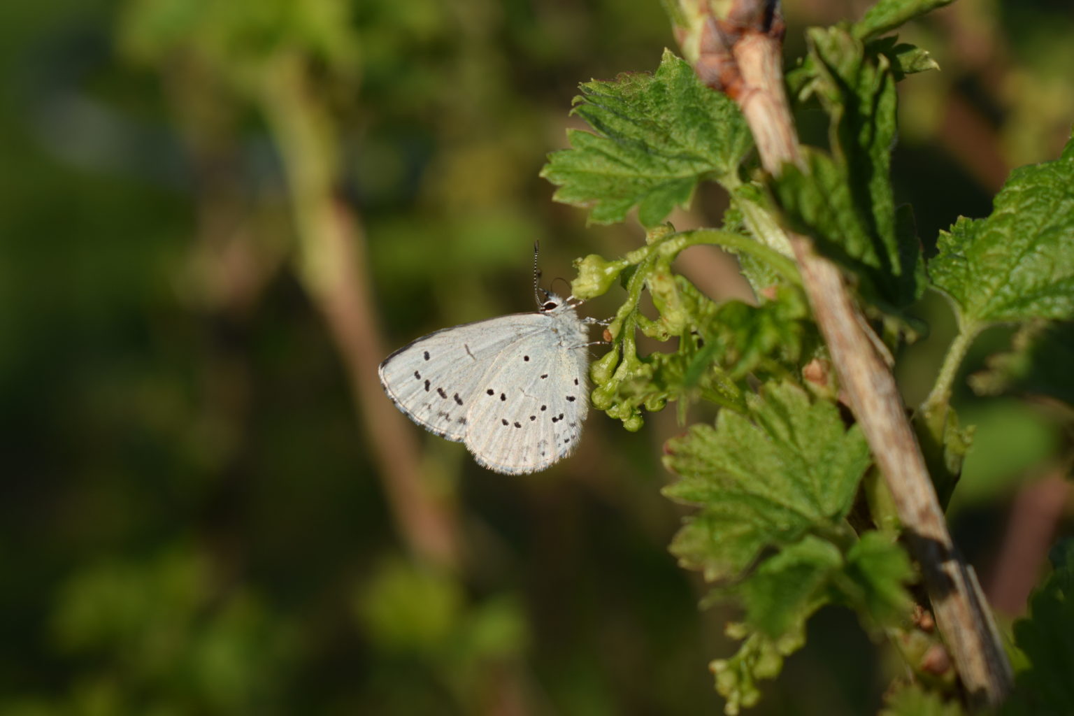 Valokuvaaja: Eila Ylönen