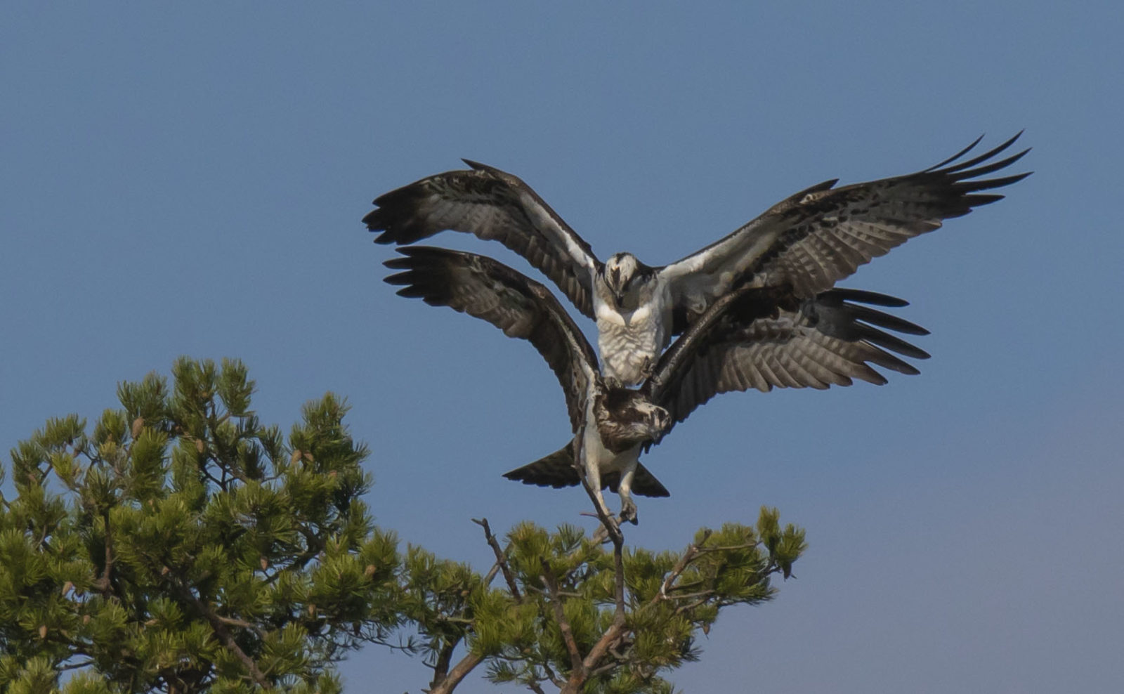Valokuvaaja: Raimo Nuolikoski