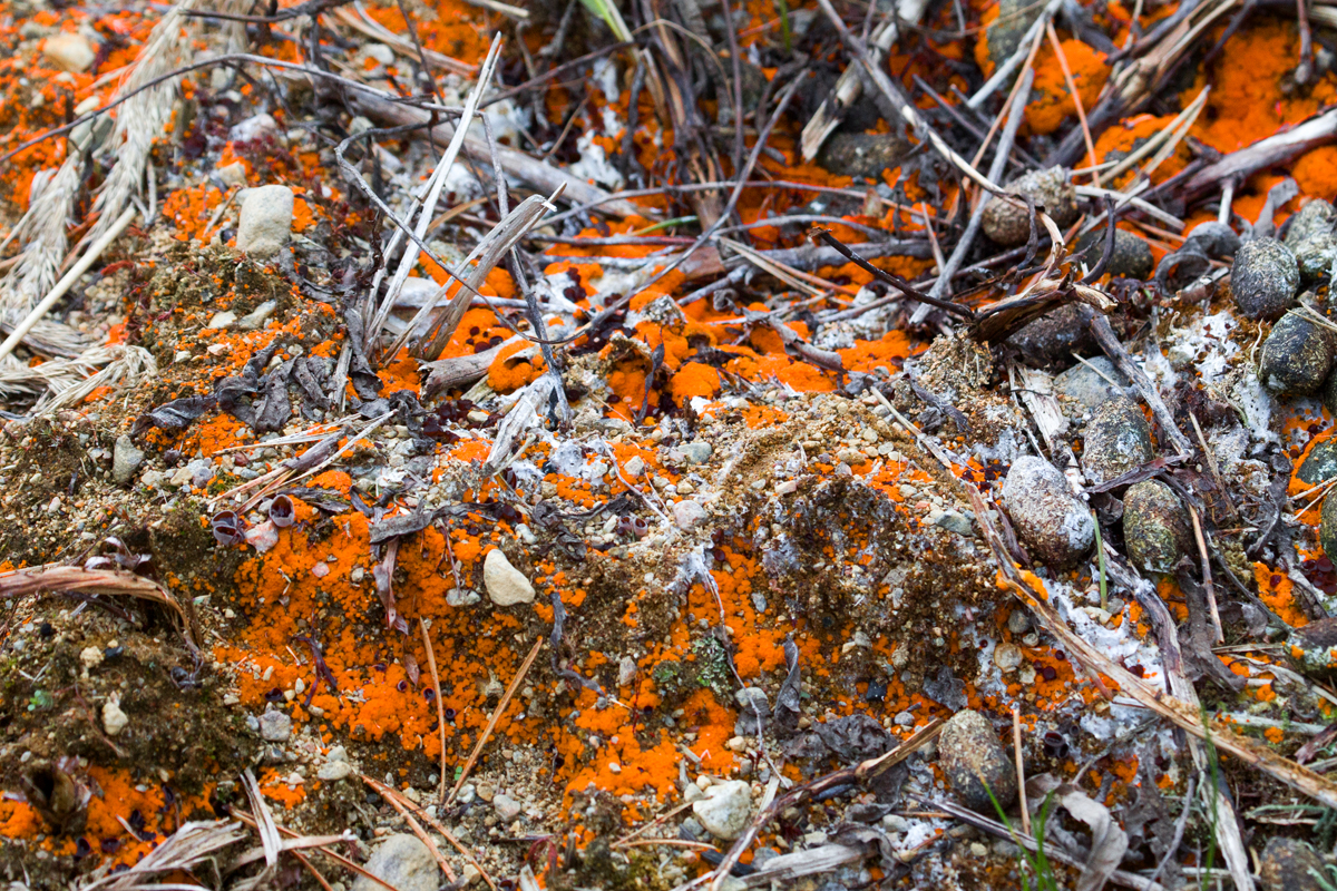 Valokuvaaja: Anna-Liisa Pirhonen