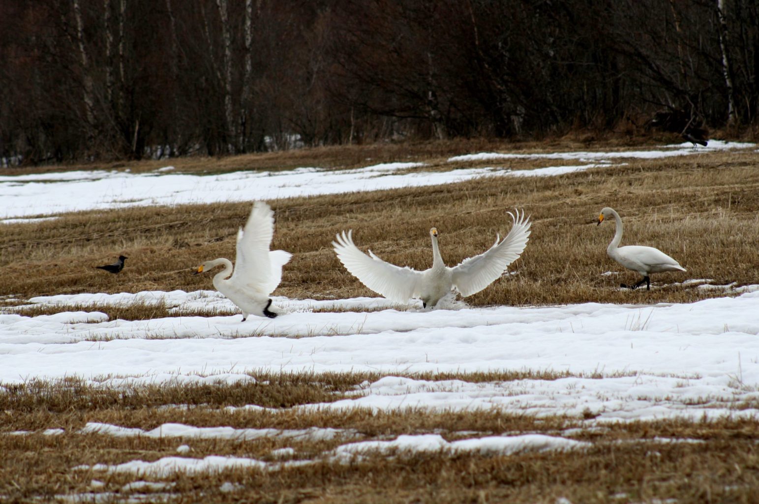 Valokuvaaja: Pirkko Siukonen