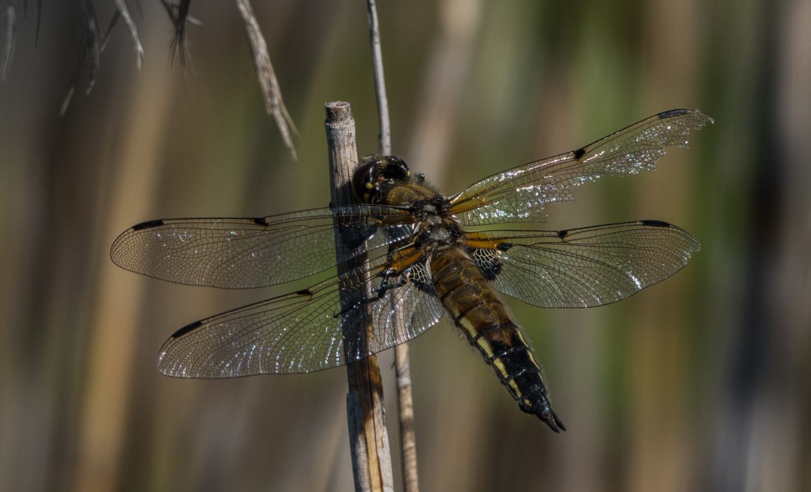 Valokuvaaja: Merja Ollikainen