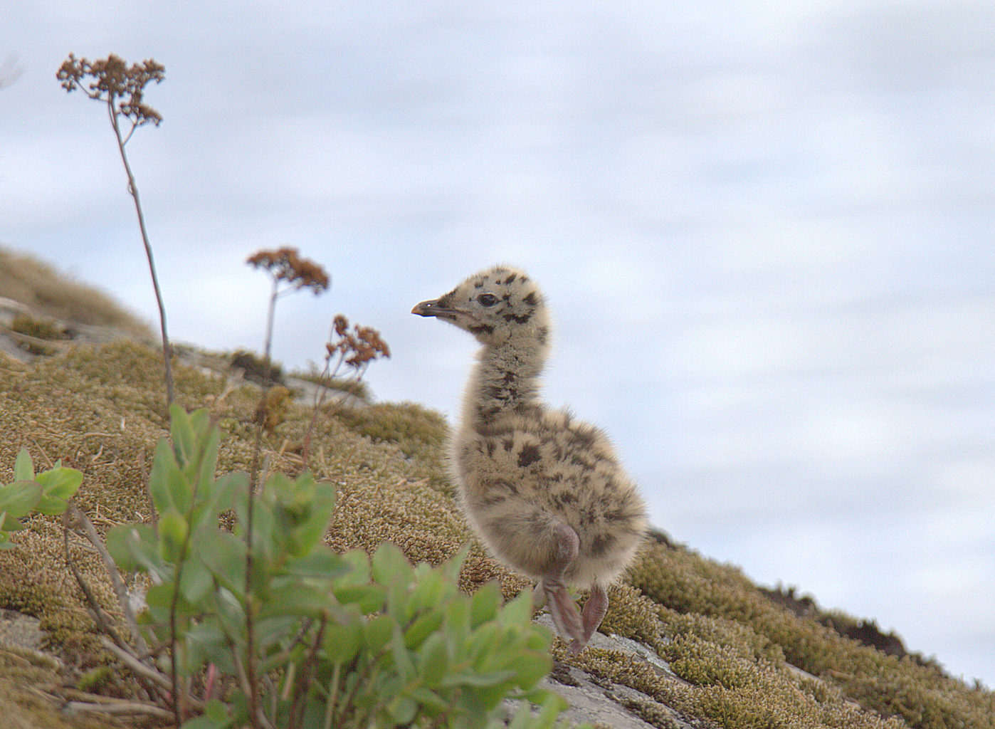 Valokuvaaja: sirpa Jyske