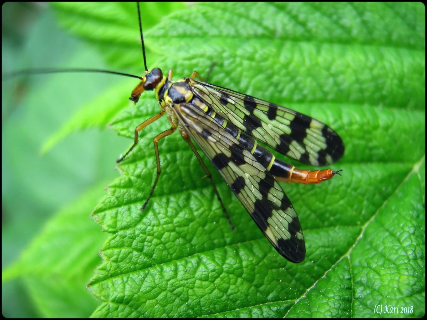Valokuvaaja: Kari Saarinen Valokuvaaja: Kari Saarinen
