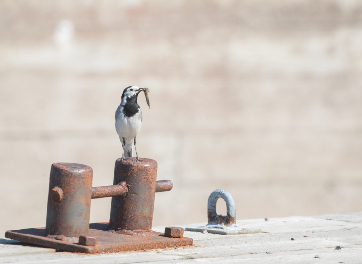 Valokuvaaja: Anne Patana