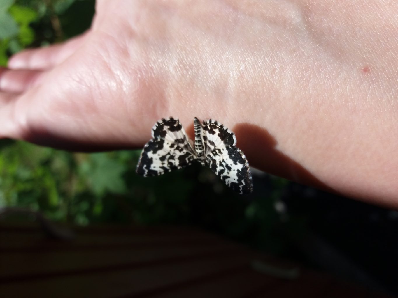 Valokuvaaja: Eija Johanna Saastamoinen