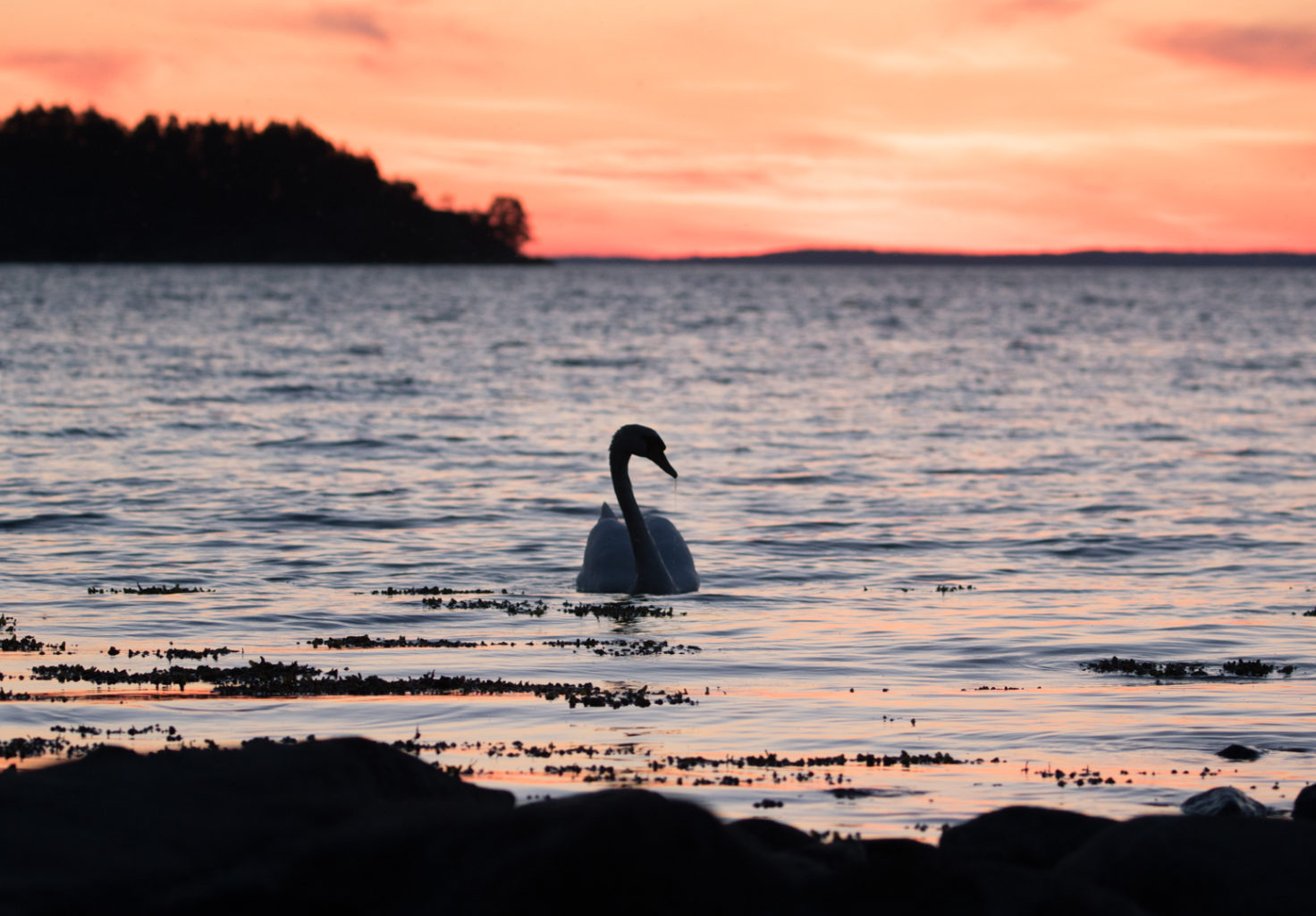 Valokuvaaja: Anne Patana Valokuvaaja: Anne Patana