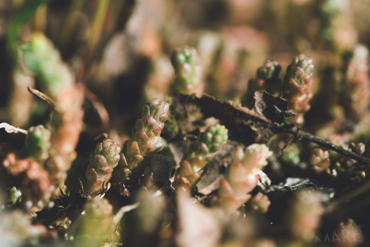 Valokuvaaja: Mari mur