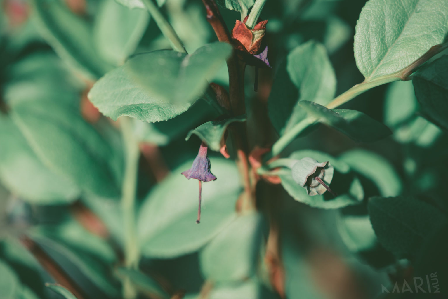 Valokuvaaja: Mari Mur