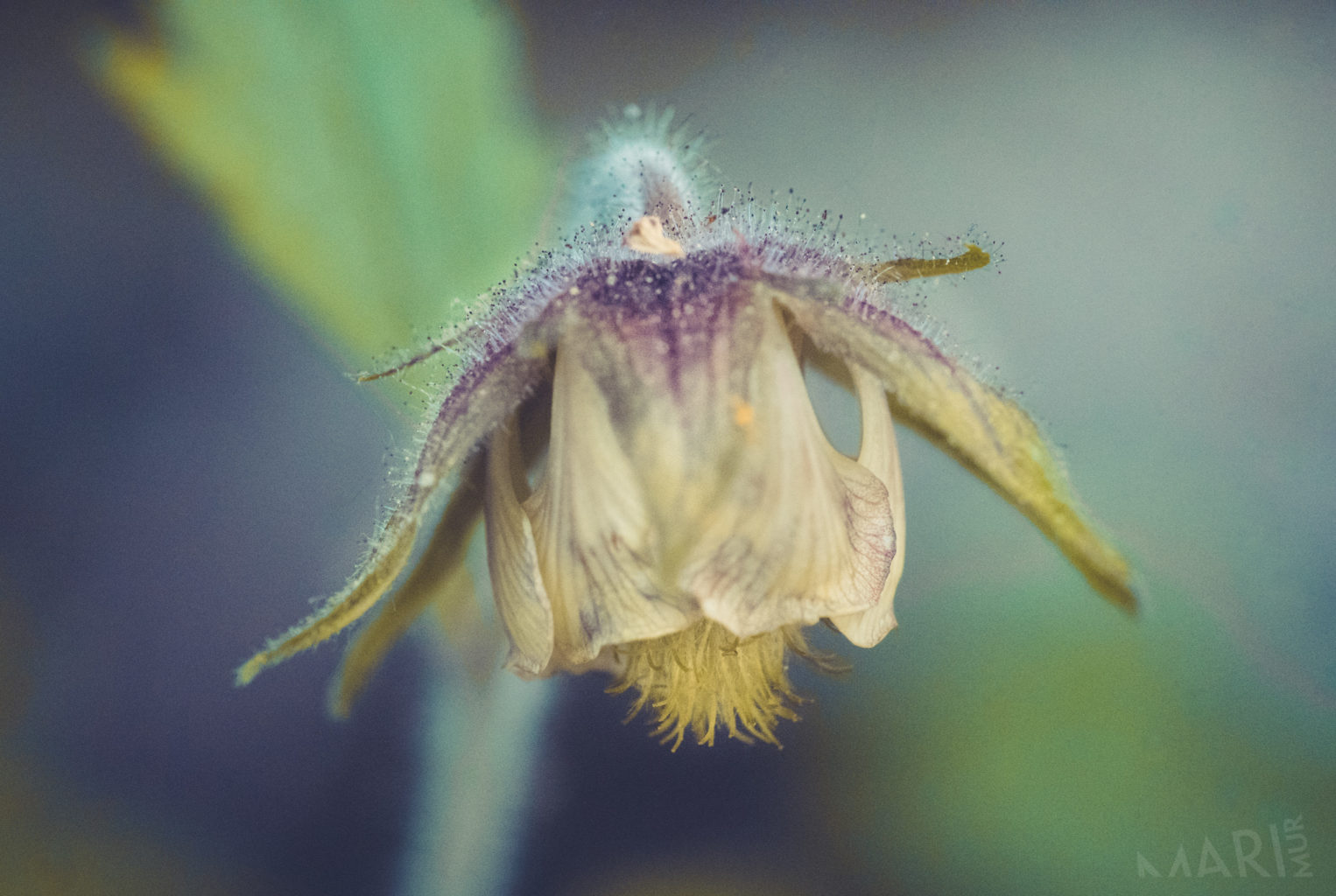 Valokuvaaja: Mari Mur