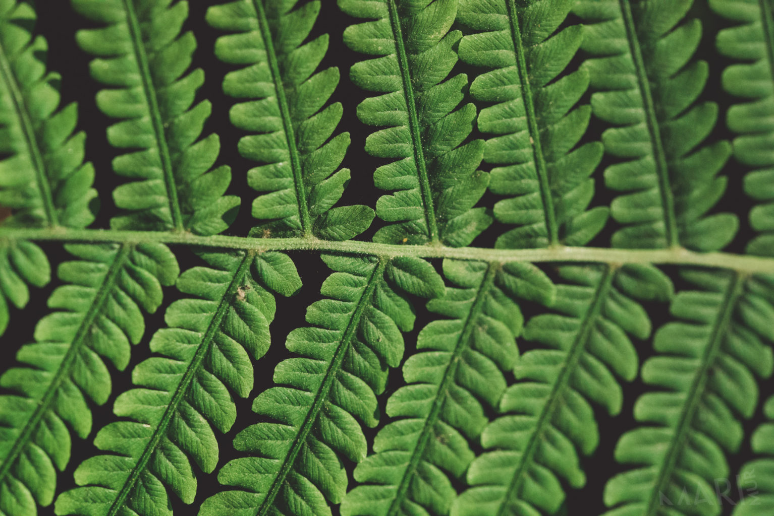 Valokuvaaja: Mari Mur