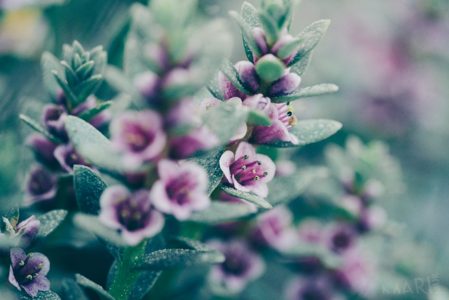 Valokuvaaja: Mari Mur