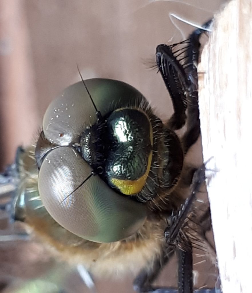 Valokuvaaja: Tuula Makkonen