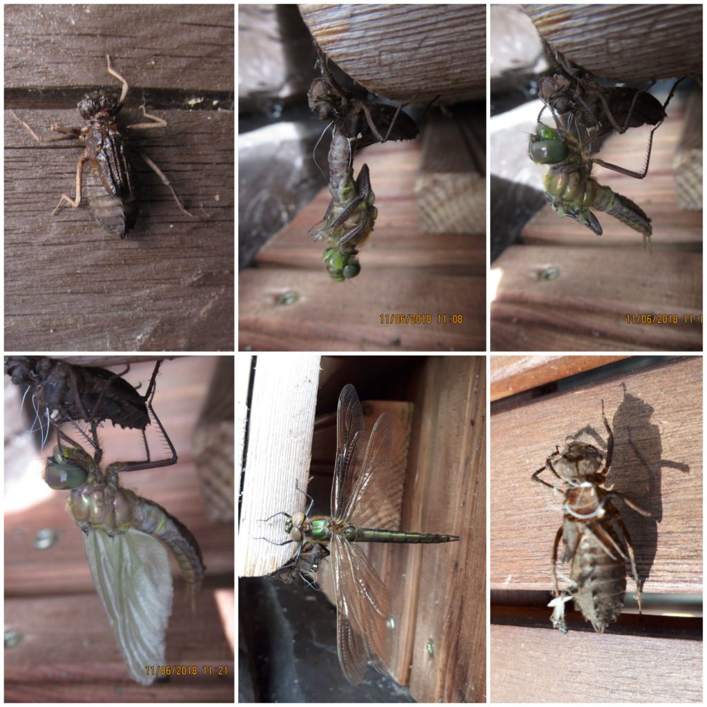 Valokuvaaja: Tuula Makkonen