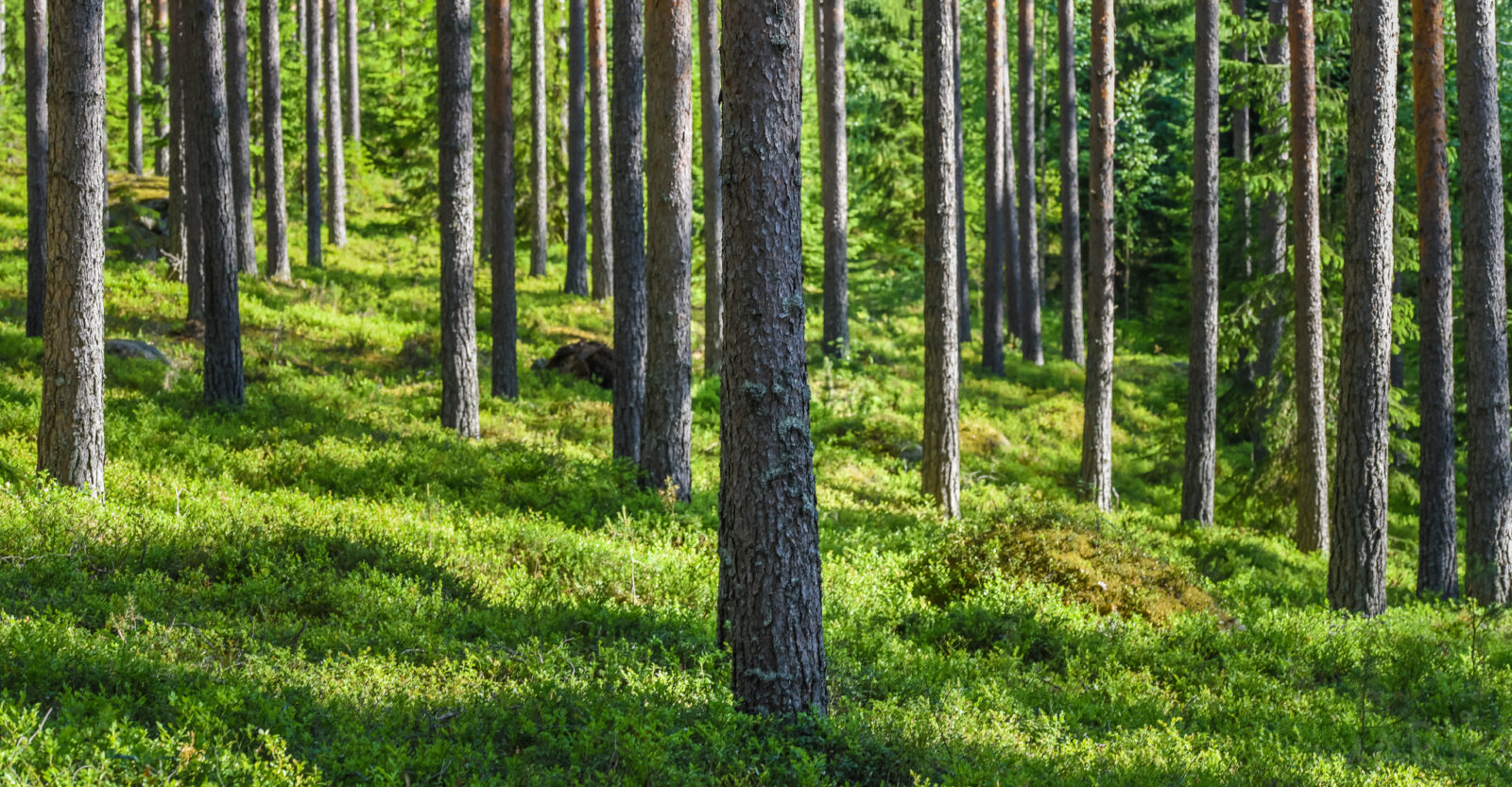 Valokuvaaja: Mari Mur