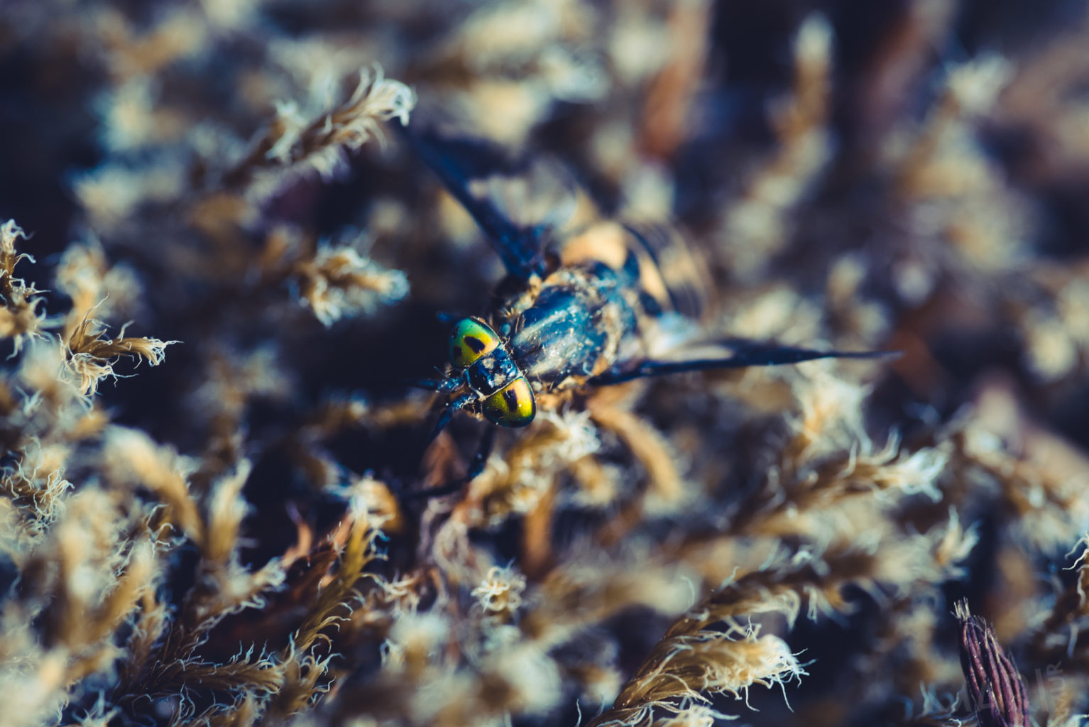 Valokuvaaja: Mari Mur