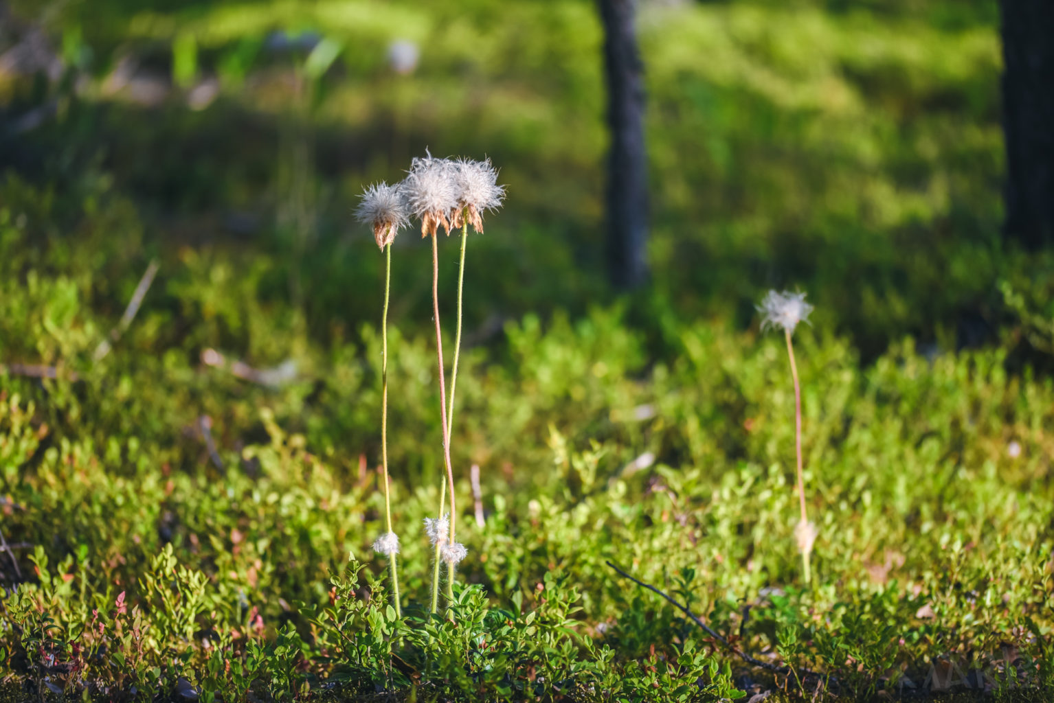 Valokuvaaja: Mari Mur