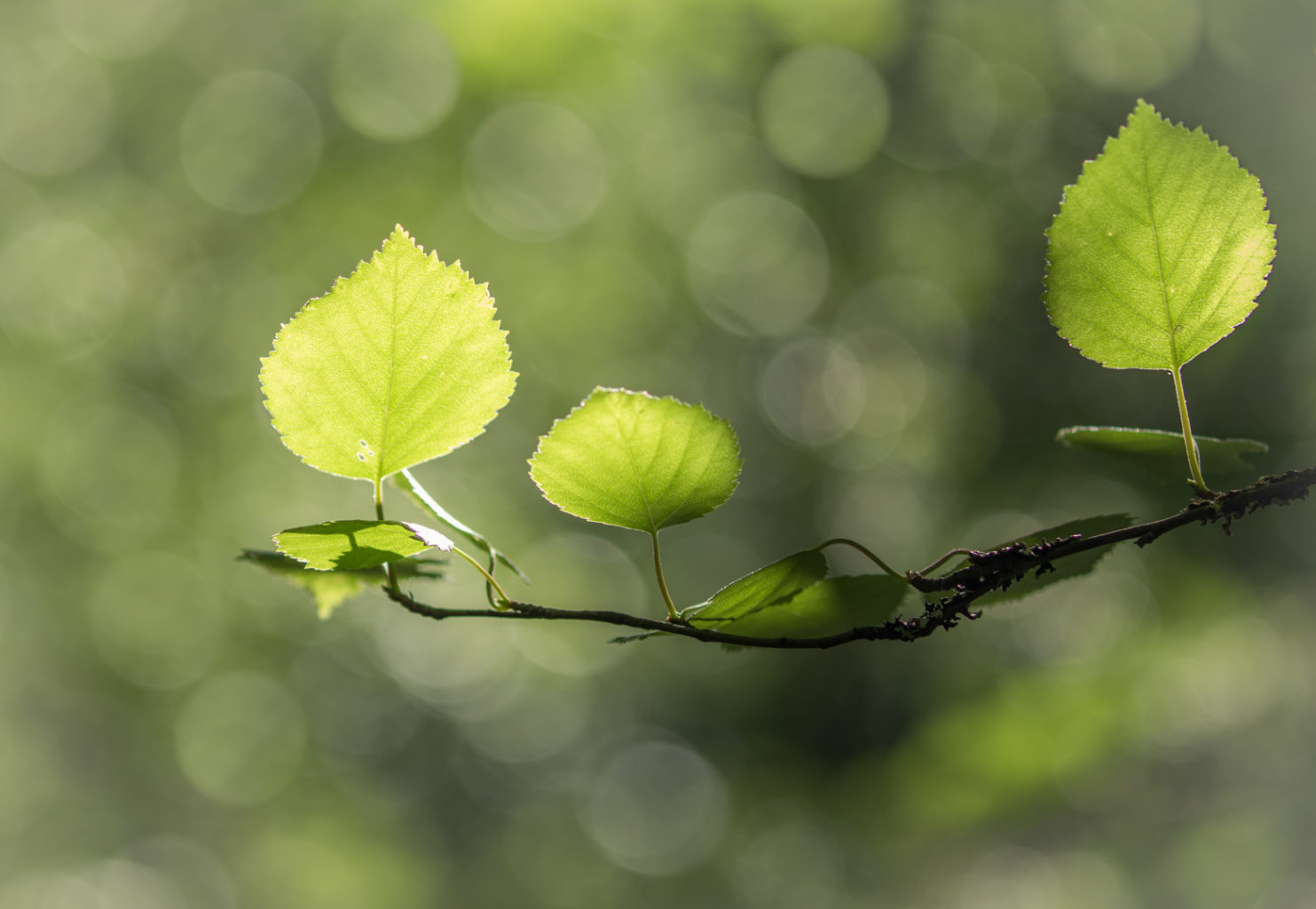Valokuvaaja: Anne Patana